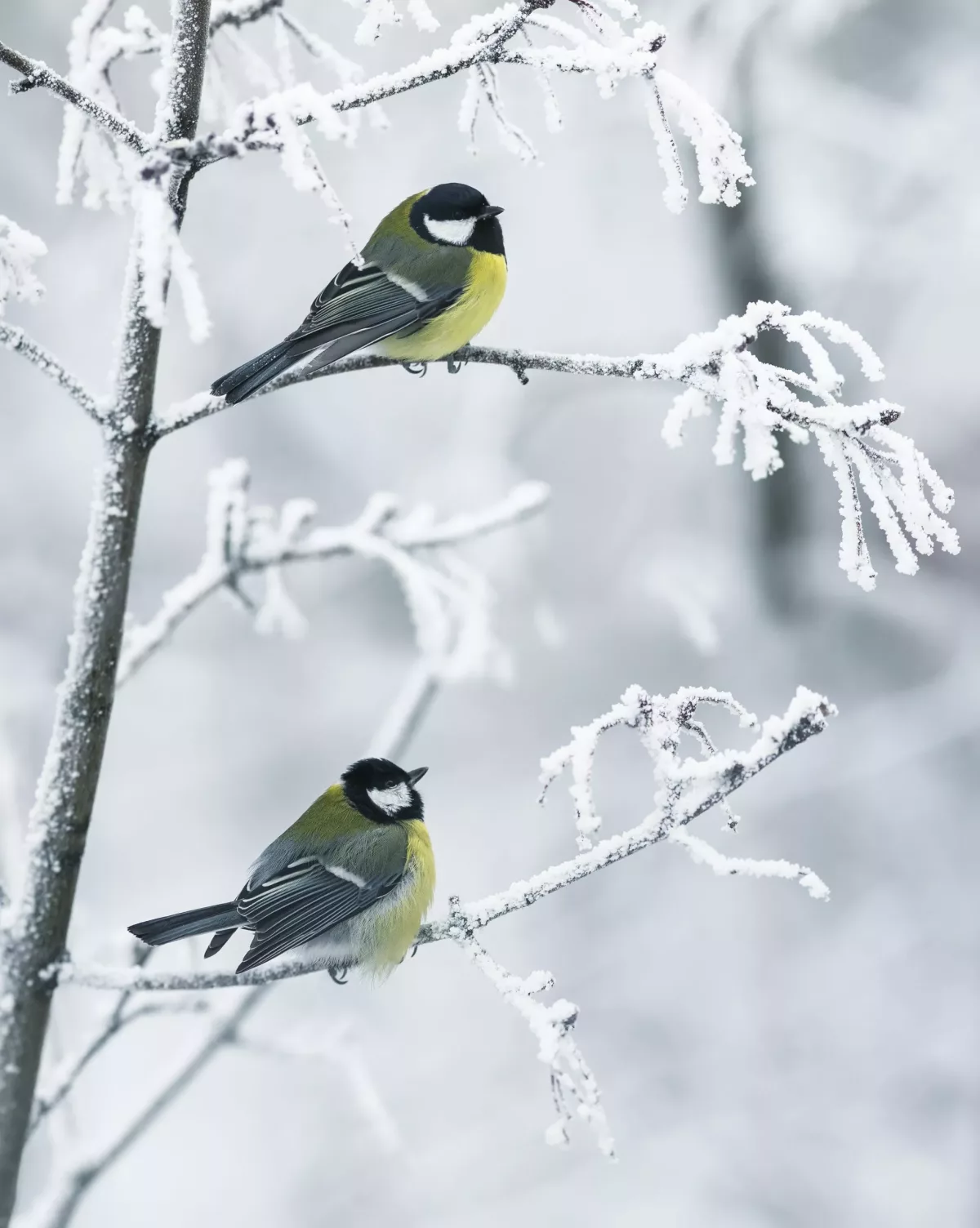 vertical background with two beautiful chickadee birds sitting o