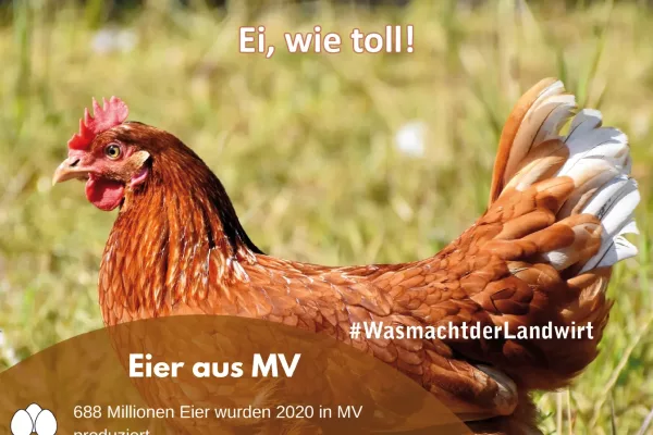 Eier-aus-MV_wasmachtderlandwirt