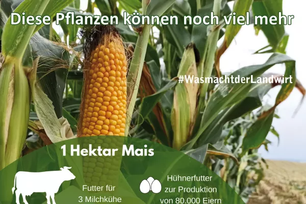 Herbsternte_die-Pflanzen-koennen-mehr_wasmachtderlandwirt