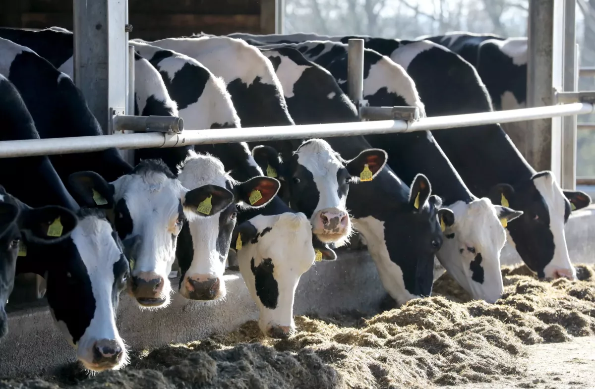 Coronavirus - Milchbauern kämpfen ums Überleben