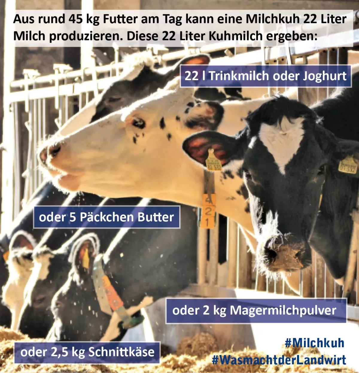 Milchkuh_Amtsblatt