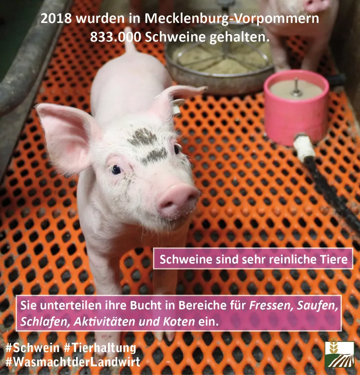 Schwein_WasmachtderLandwirt
