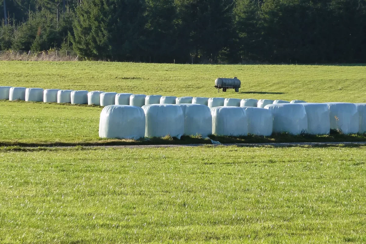 silage-2914659_1920