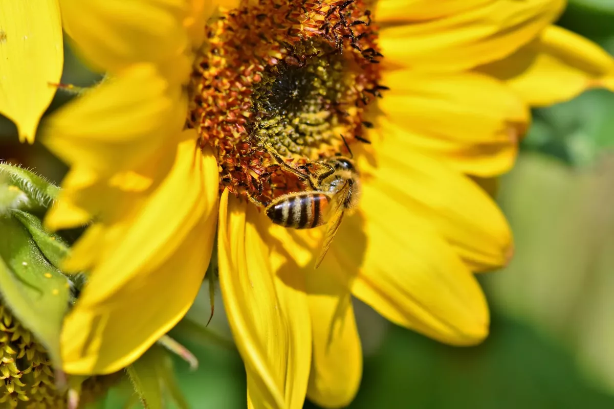 sunflower-biene-3822722_1920_pixabay